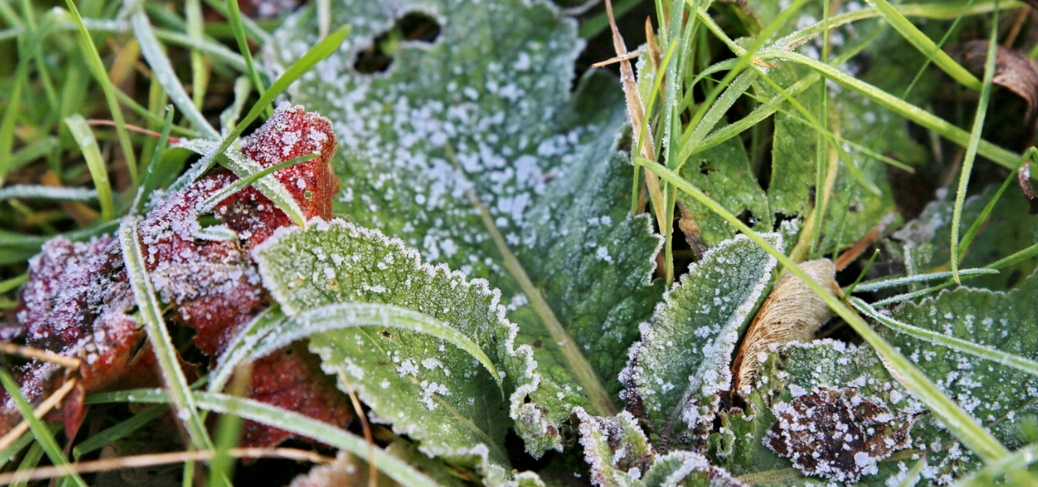 Przymrozki uderzą na początku czerwca 2023 w Polsce. Temperatura może spaść do -4°C