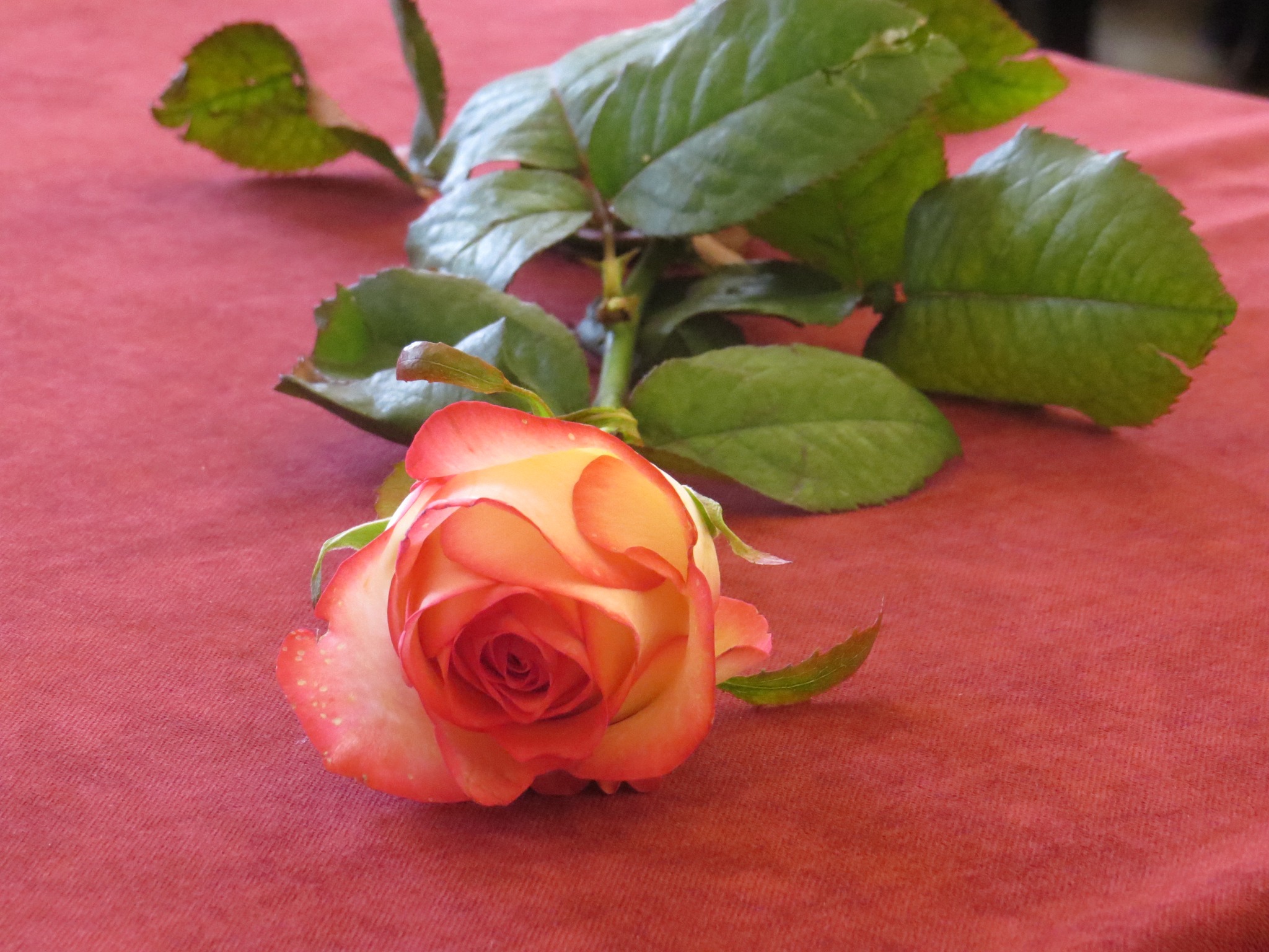 21.11.2023r. Dzień Pracownika Socjalnego