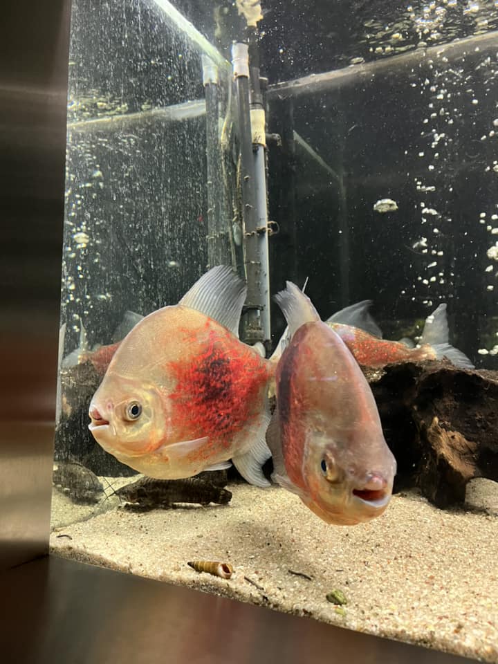 konkursu plastycznego dla dzieci i młodzieży pod hasłem „Dzień i noc - strażak zawsze ma moc”