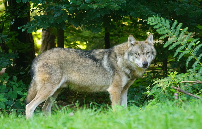 UWAGA WILK! – co zrobić gdy go spotkasz?