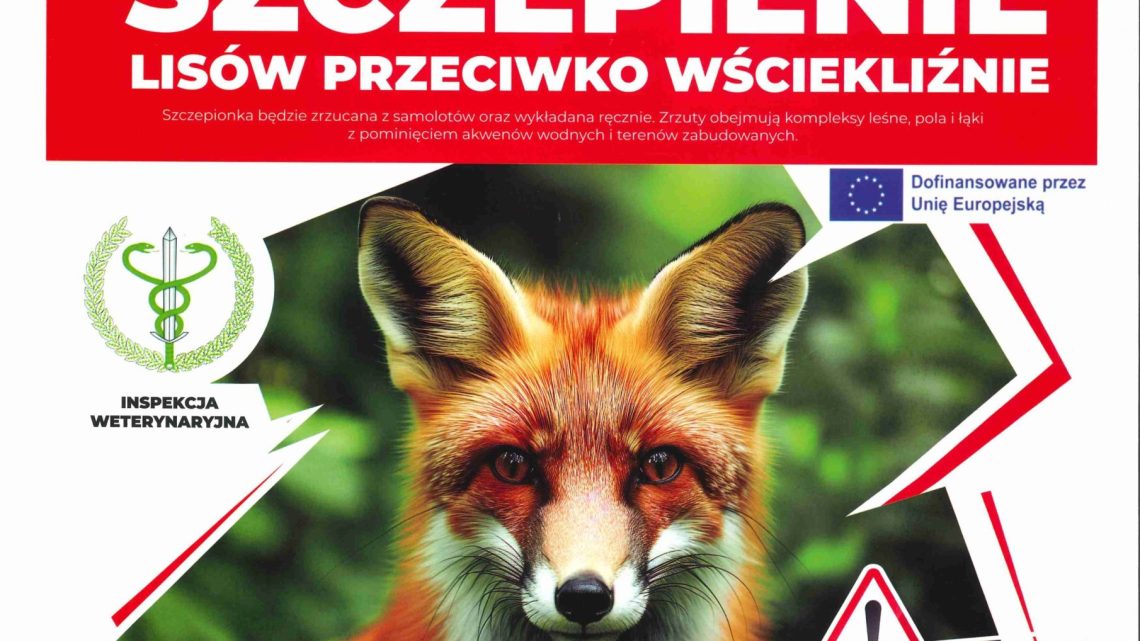 Szczepienie lisów przeciwko wściekliźnie