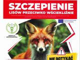 Szczepienie lisów przeciwko wściekliźnie