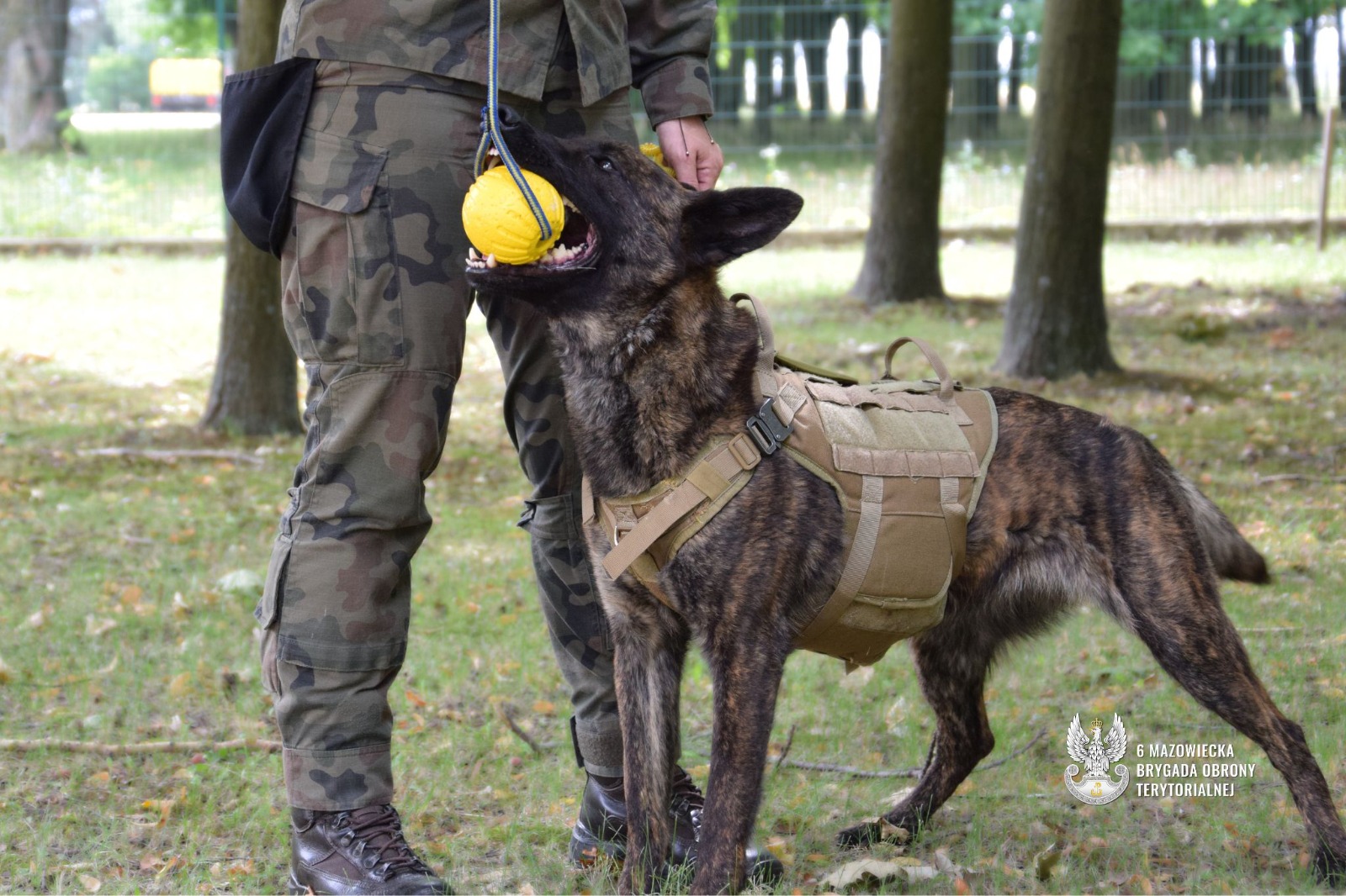 Pierwszy pies w mundurze już służy w 6 Mazowieckiej Brygadzie OT