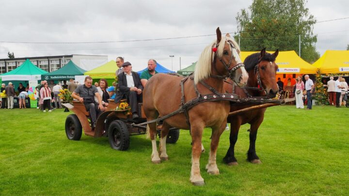 🐴 Przejażdżki bryczką na pikniku charytatywnym dla Leona Słomki! 🌟