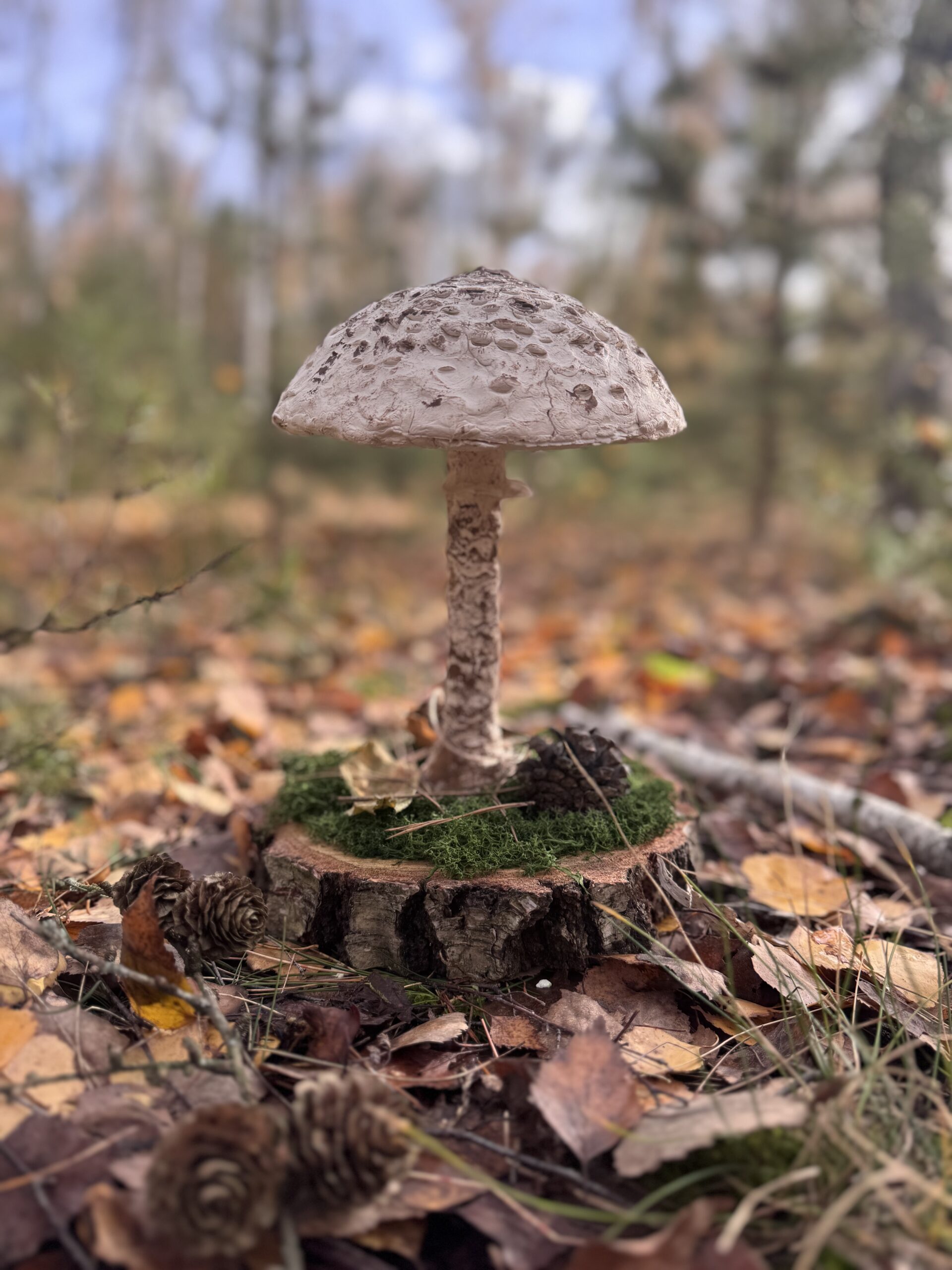 Grzybowy Artysta Roku