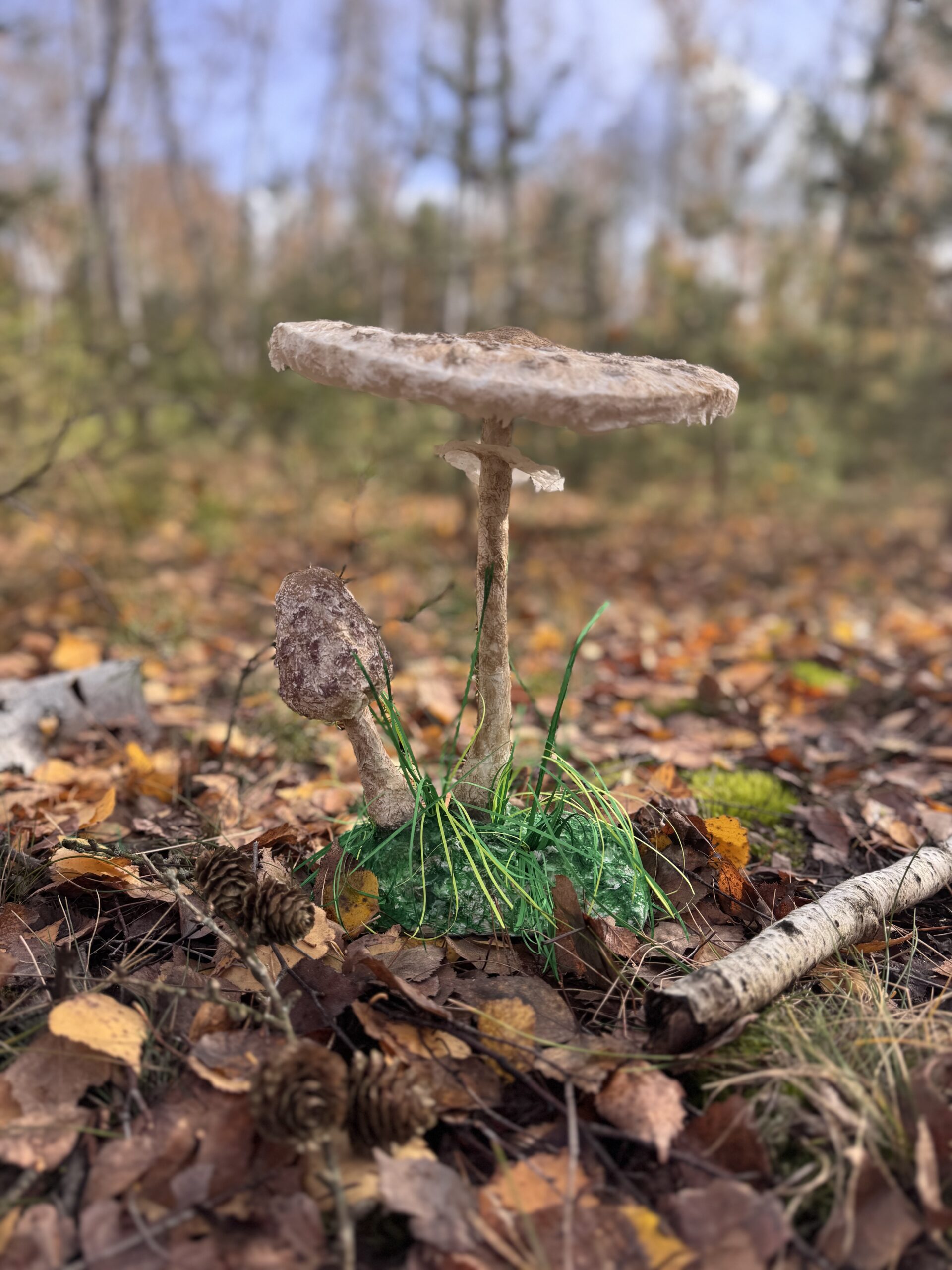 Grzybowy Artysta Roku