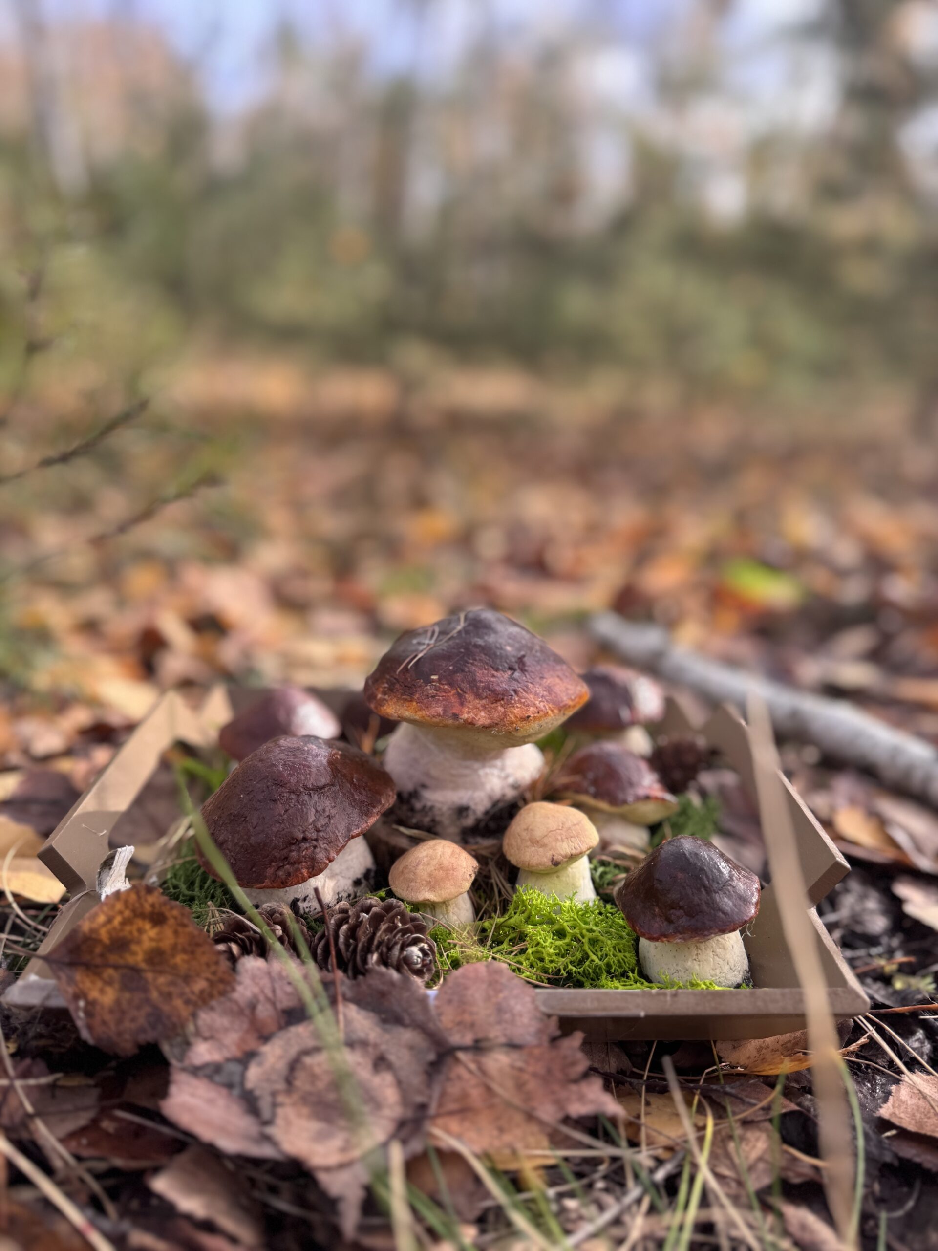 Grzybowy Artysta Roku