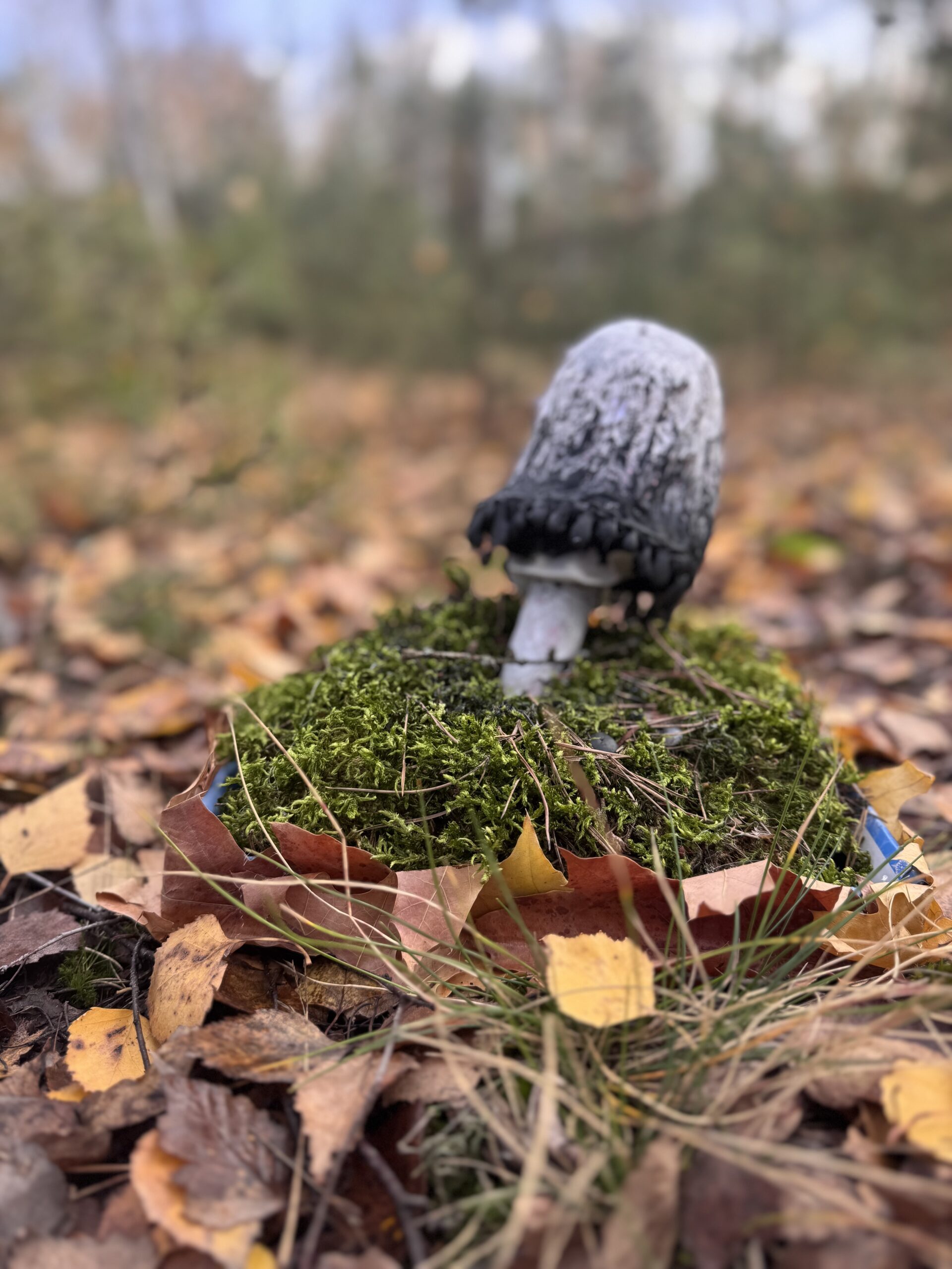 Grzybowy Artysta Roku