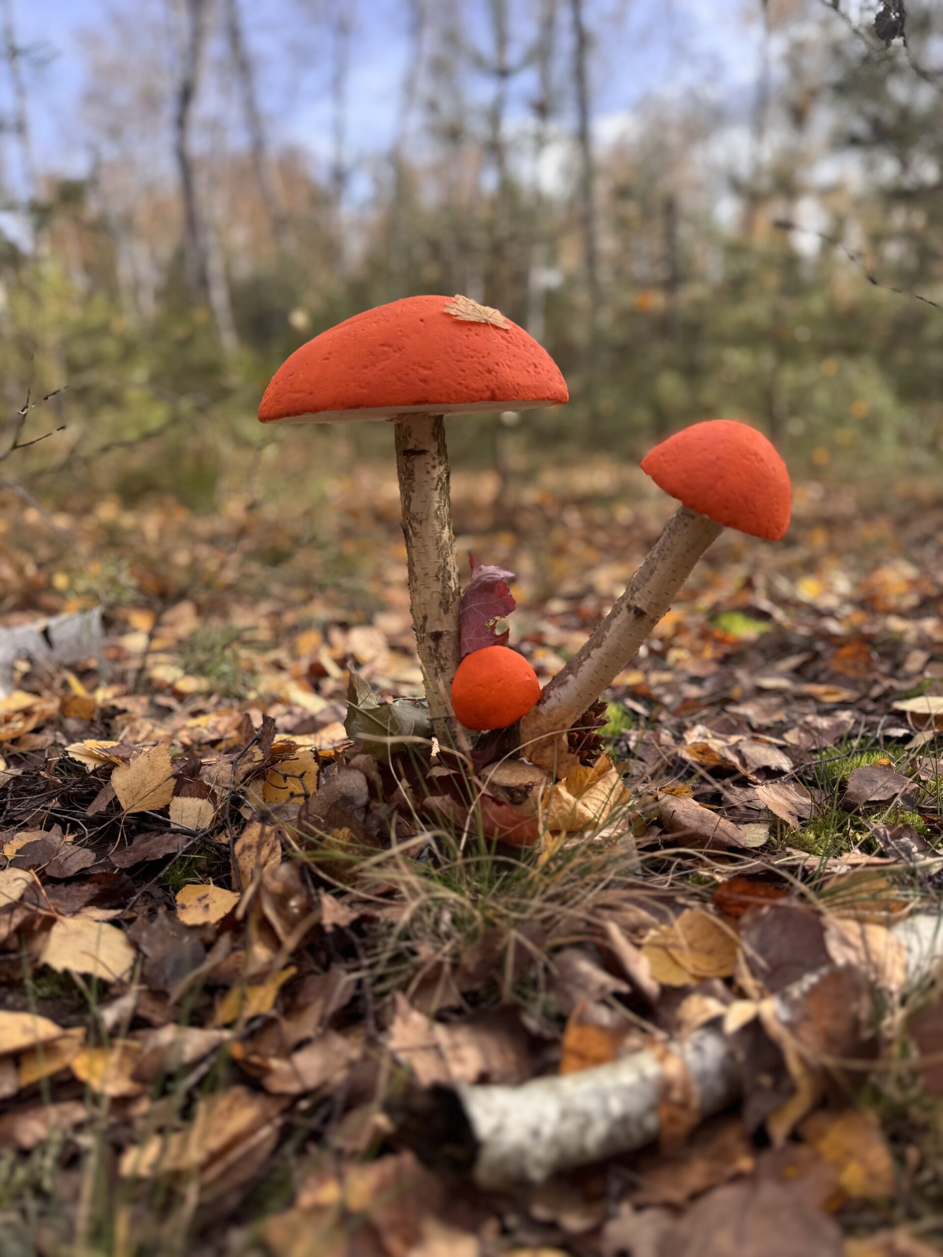 Grzybowy Artysta Roku