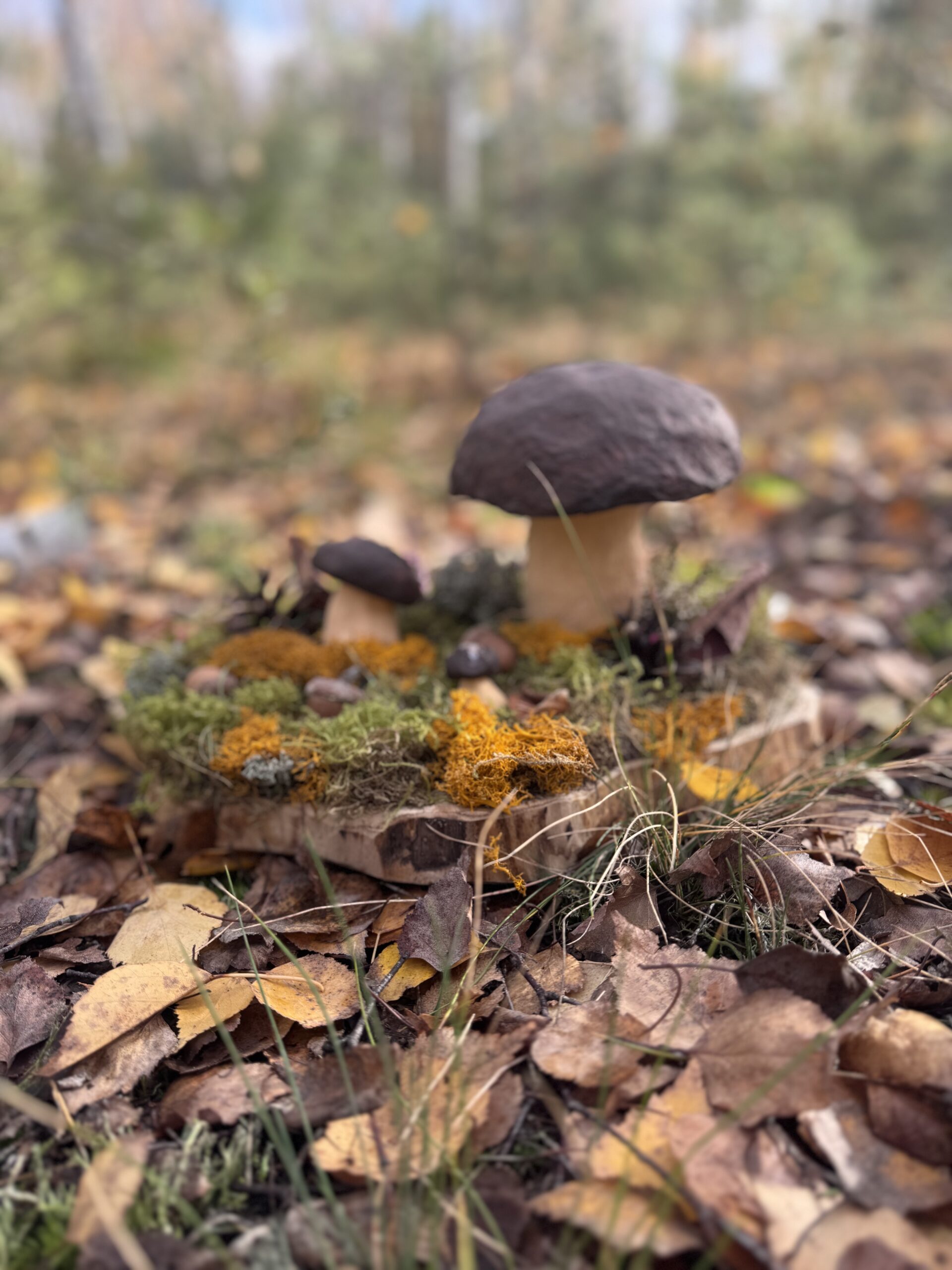 Grzybowy Artysta Roku