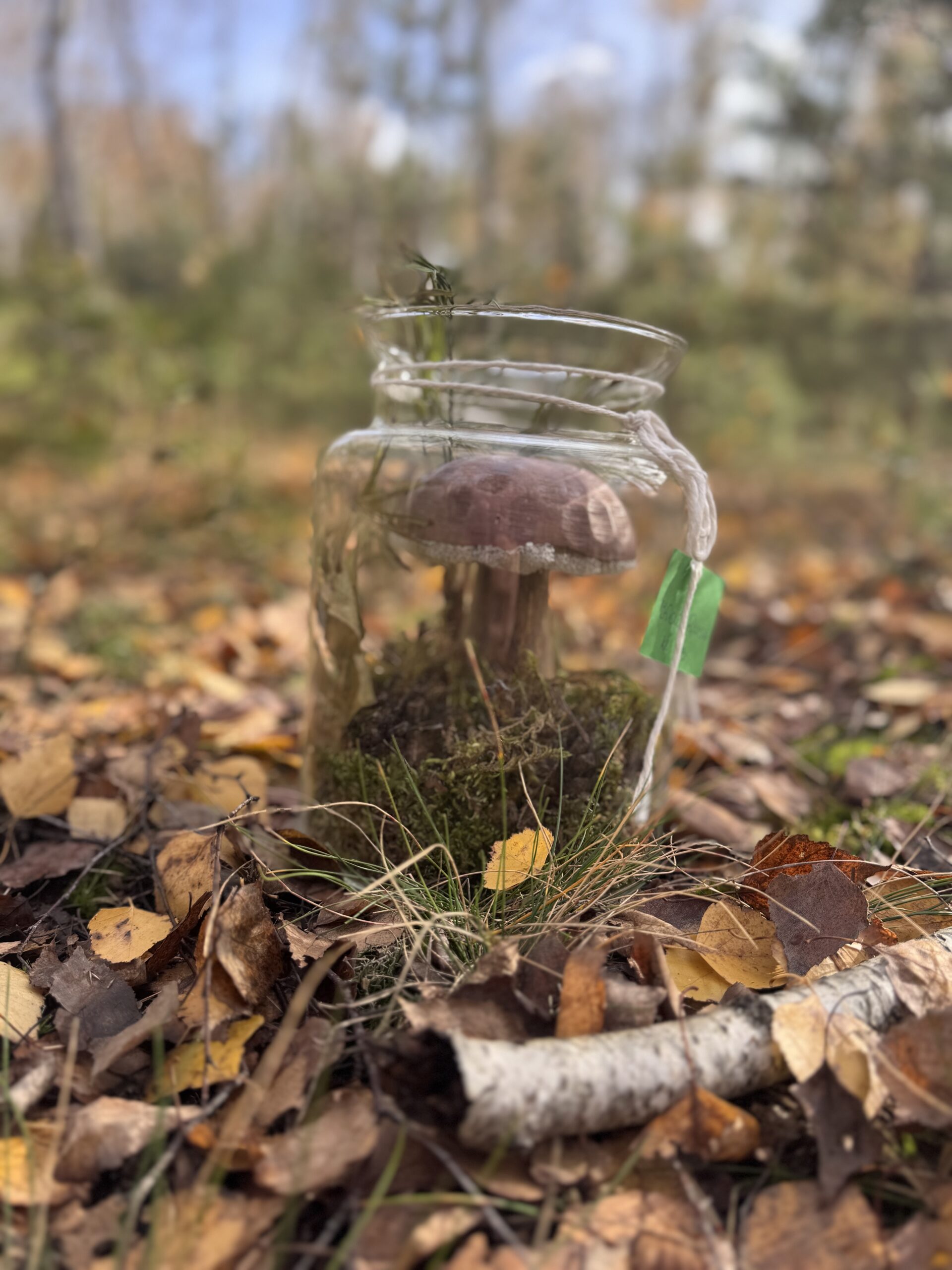 Grzybowy Artysta Roku