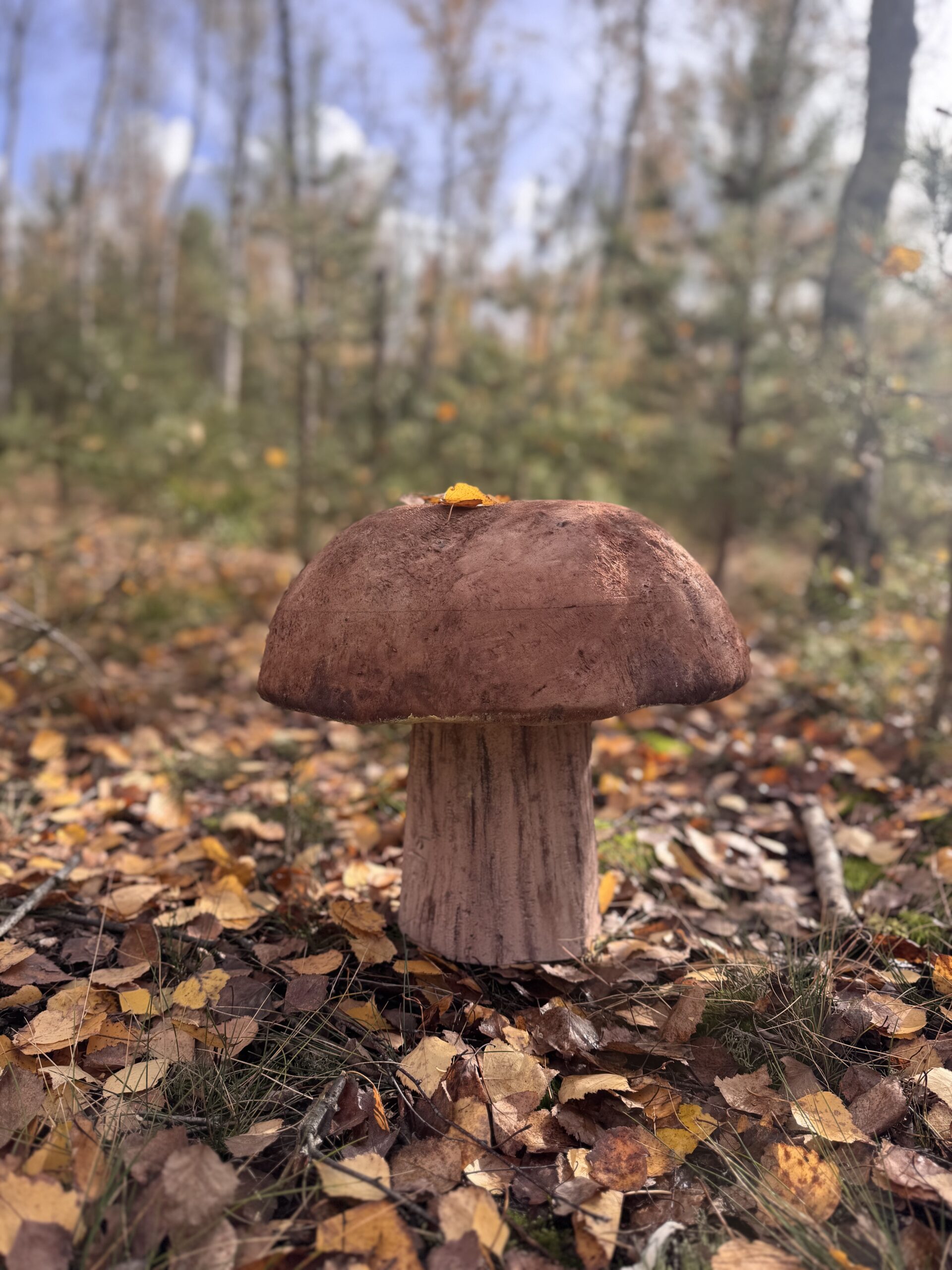 Grzybowy Artysta Roku