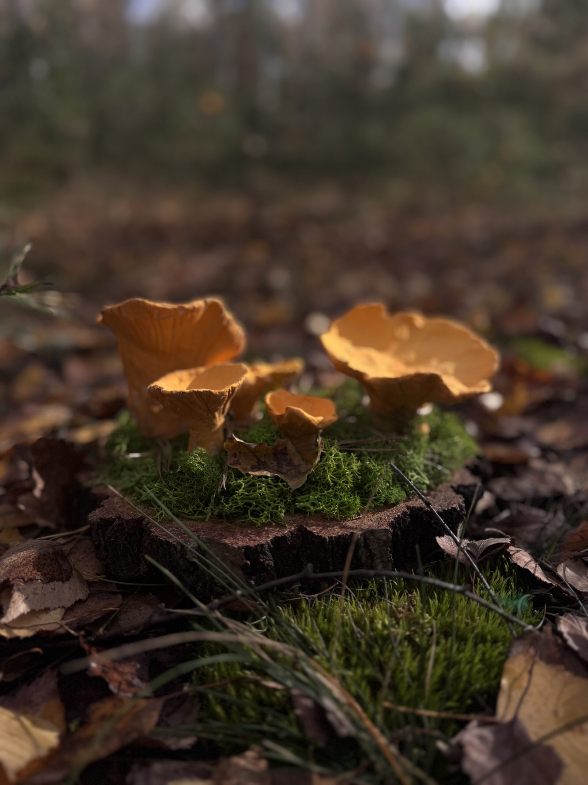 Grzybowy Artysta Roku