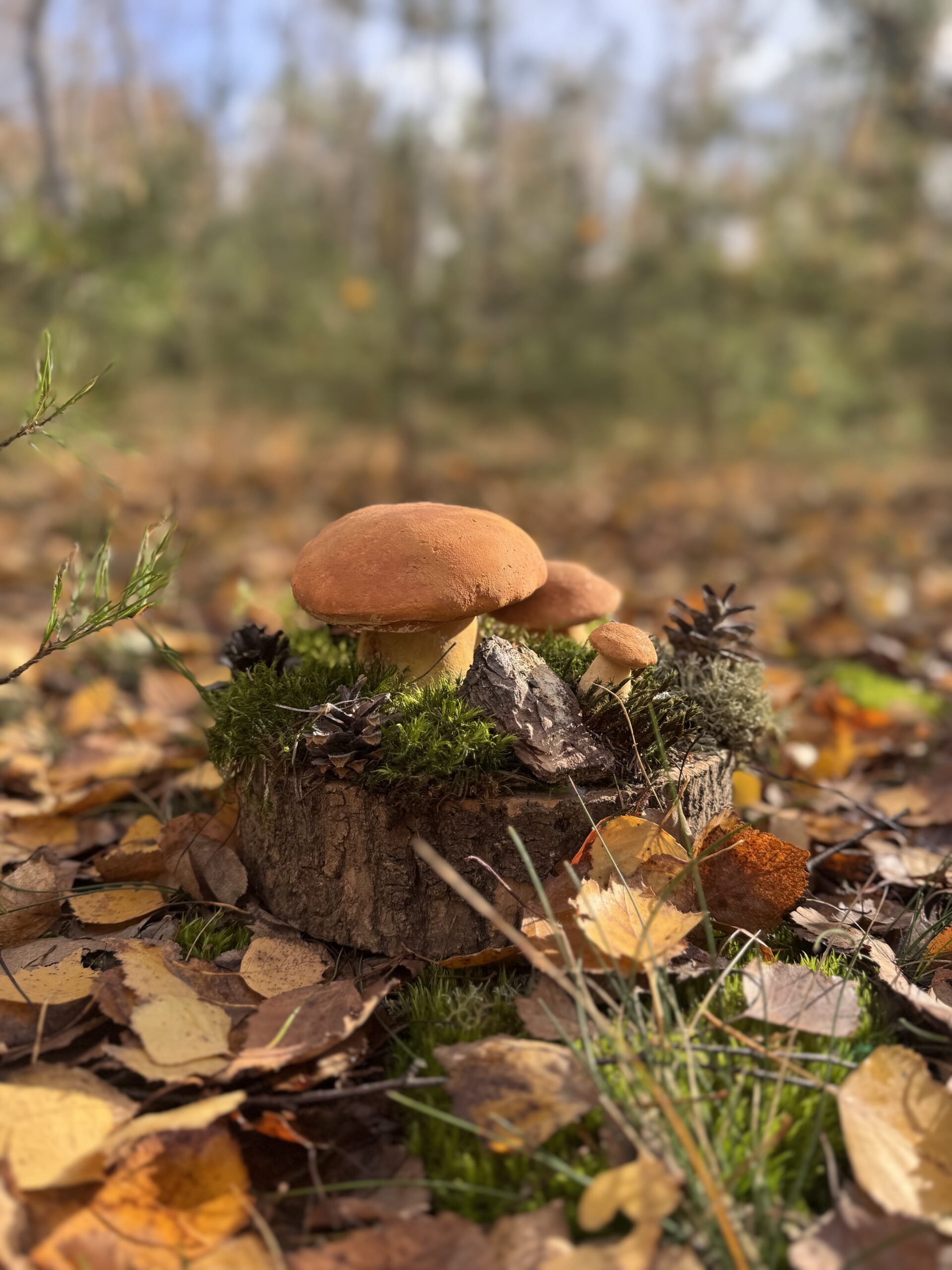 Grzybowy Artysta Roku