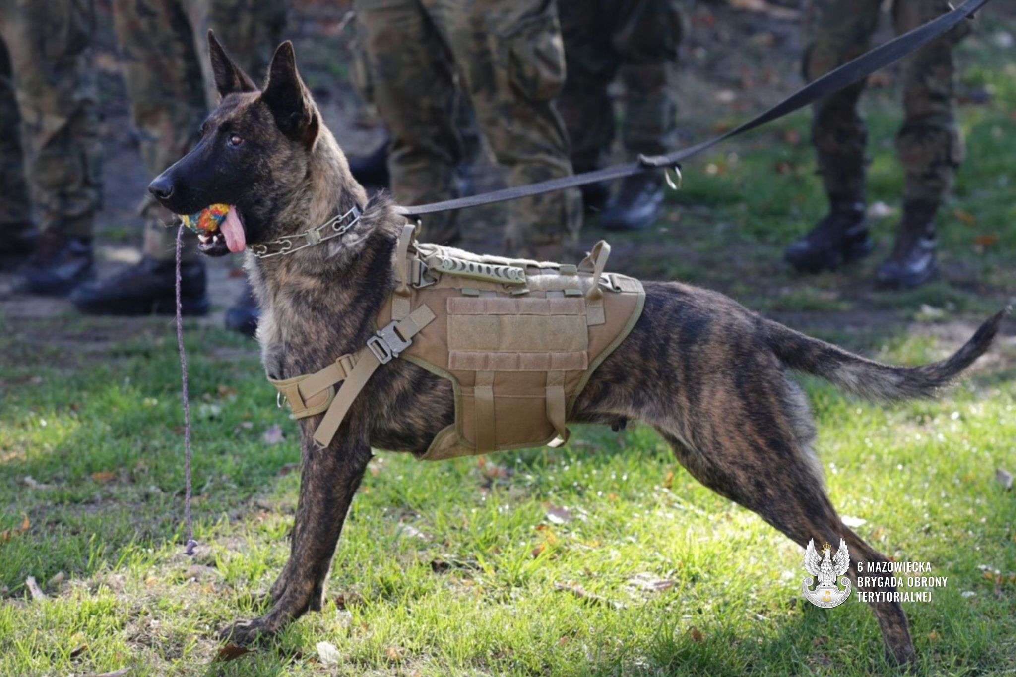 365 DNI GOTOWOŚCI 6MBOT